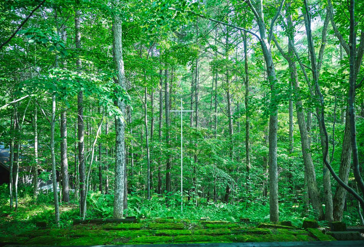 IN THE FOREST